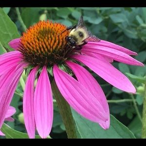 Meet your Posher, Debbie